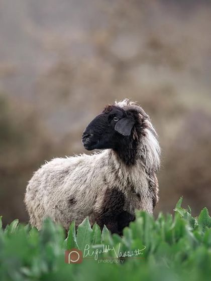 Pragalbh - Commercial Pet Photography On Location: Himalayan Dogs & Livestock photo 16