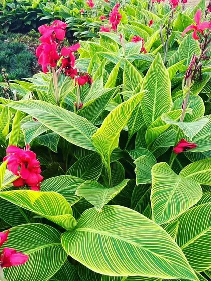 Healthy plants show vibrant color. These Canna lilies are a result of consistent care, proper nutrition, and disease prevention, which are all part of my regular garden bed maintenance routine.
