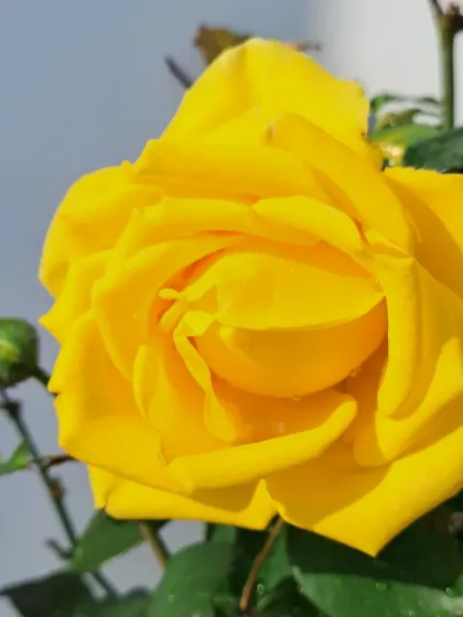 Bhardwaj - Urban Gardening Consultation A Riot of Colorful Flowers photo 147