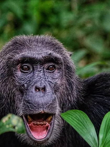 The shocked expression on this chimpanzee's face seems to mirror the state of its species: endangered. My photography aims to capture these emotive expressions to build a bridge of understanding.
