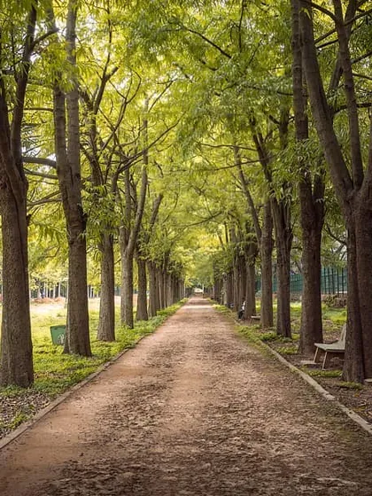 This tree-lined path in Cubbon Park creates a natural tunnel, a perfect example of leading lines in photography. It’s a peaceful and symmetrical scene that I love to capture within the city.