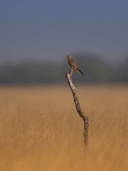 A wider shot of the common kestrel, showing it in its grassland habitat. This environmental portrait gives context to the bird's life.