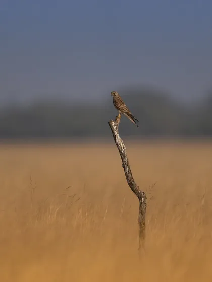 A wider shot of the common kestrel, showing it in its grassland habitat. This environmental portrait gives context to the bird's life.