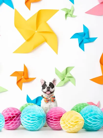This French Bulldog brought so much personality to the set. Surrounded by colorful paper honeycombs and pinwheels, his happy face perfectly captures the fun and playful spirit of the campaign I shot for Heads Up For Tails.