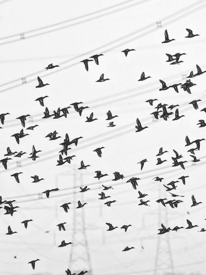 A flock of ducks flies through a dense network of power lines, illustrating the high risk of collision for migratory birds.