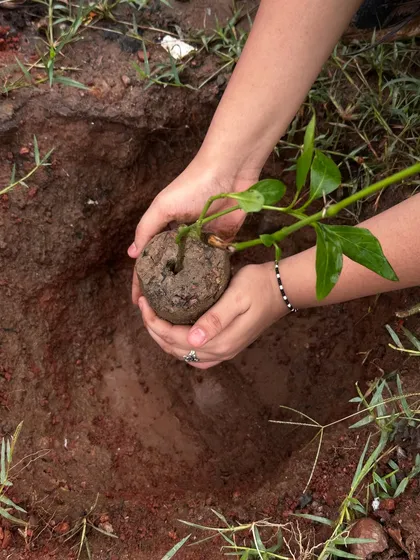 A close-up of a student's hands carefully holding a sapling with its root ball, ready to be planted. This image symbolizes the delicate and hopeful act of restoration.