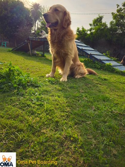 The snuggle is real with a Golden Retriever. This majestic dog is enjoying a quiet moment on a grassy hill.