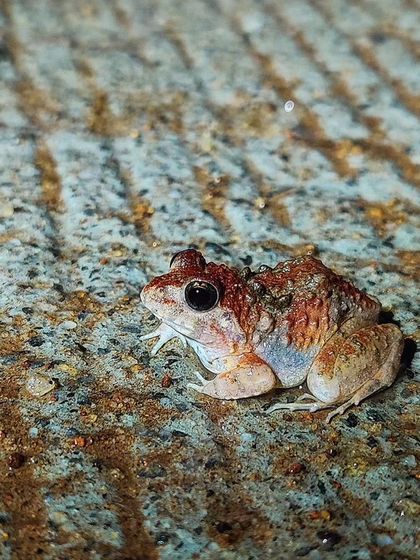 A small frog found during a night walk at the Sharavati Nature Camp. This area is a fantastic destination for macro enthusiasts.