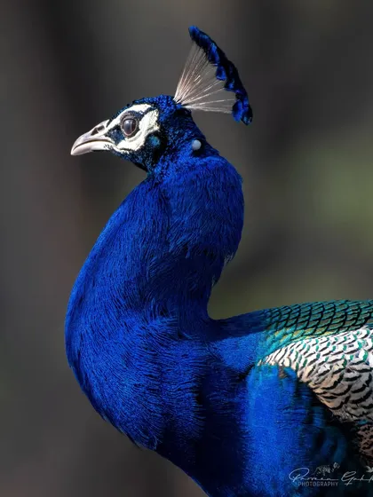 A close-up portrait of the Indian Peafowl, focusing on its iridescent blue neck and regal crest.