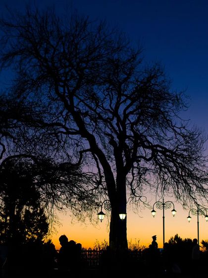 A dramatic silhouette of a bare tree and streetlights against a colorful sunset sky.