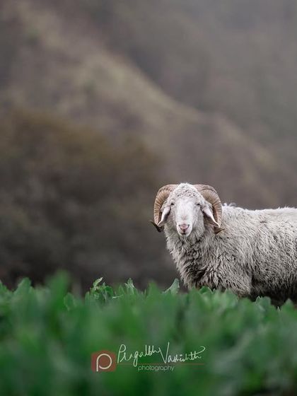 Pragalbh - Commercial Pet Photography On Location: Himalayan Dogs & Livestock photo 17