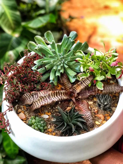 Succulents symbolize enduring and timeless love. We create these beautiful succulent bowl arrangements, mixing different colors, textures, and species like Haworthia and Echeveria to create a living bouquet.