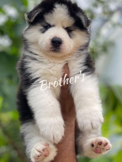 A close-up of this sleepy-eyed woolly pup. Even at a young age, you can see the quality and potential.