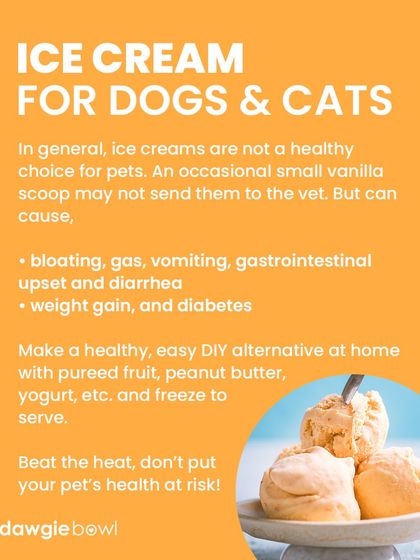 Ice cream is generally not a healthy choice for pets, as many are lactose intolerant. It can cause bloating, gas, and diarrhea. A small lick of vanilla is okay, but a DIY frozen fruit treat is a much better option.
