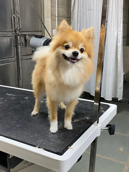 The final result is a perfectly coiffed Pomeranian, looking happy and feeling fresh.