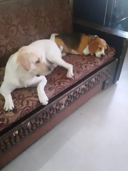 After a good play session, it's time for a nap. Simba the Labrador and Max the Beagle are sharing the couch here. This is what my cage-free boarding is all about: letting dogs relax wherever they feel most comfortable.