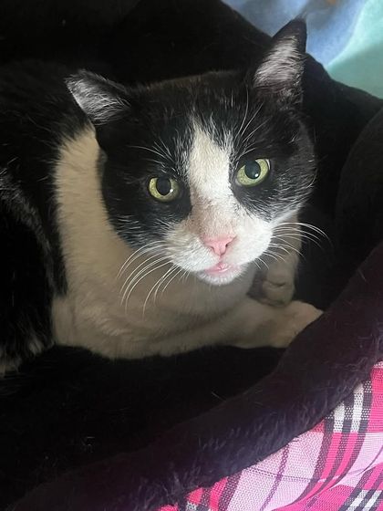Kittu in her favorite bed. I pay close attention to the needs of my senior boarders, ensuring they are always comfortable.