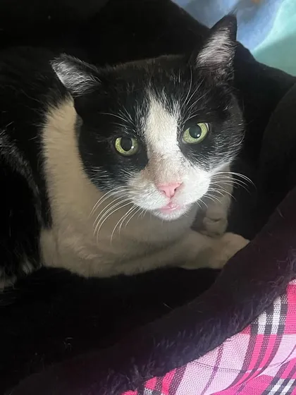 Kittu in her favorite bed. I pay close attention to the needs of my senior boarders, ensuring they are always comfortable.