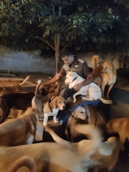 Wagg City - Cage-Free Dog Boarding & Daycare Hands-On Care & Cuddles photo 3