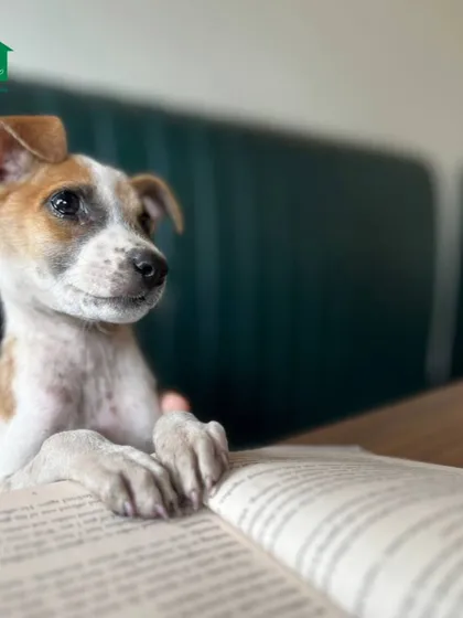 A puppy looks like it's reading a book, perfectly capturing the spirit of our "Reading with Pups" sessions in Coimbatore.