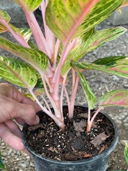 Another look at the beautiful pink stems of this Aglaonema variety. It's a very colorful and cheerful plant.