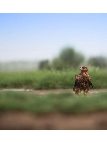 A Tawny Eagle in a wide, green landscape, its form small but distinct, showing the vastness of its habitat.