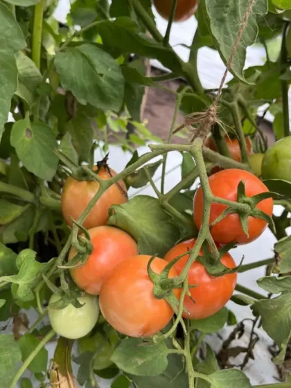 More examples of the quality tomatoes from our farm projects.