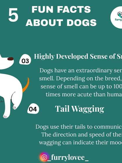 Fun fact: A dog's sense of smell can be up to 100,000 times more acute than a human's. They also use their tails to communicate their mood.