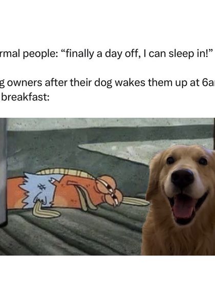 The Pack - Online Pet Parent Community The Fun Side of Pet Parenting photo 12