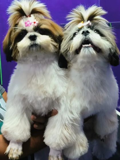 Bengaluru Pet Company - Pet Grooming Our Happy Clients photo 9