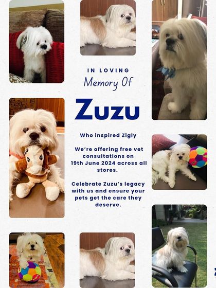 Zigly - Veterinary Services Events & Special Offers photo 10