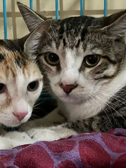 Snugglys Paw House - Pet Daycare Feline Friends Welcome photo 3