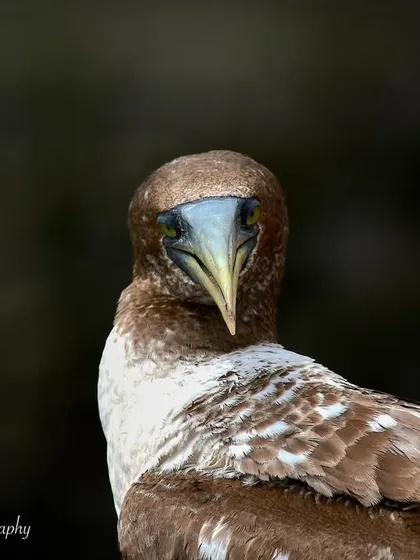 After a year of hoping to see one, I finally met this juvenile Masked Booby. The connection was instant. Its curious gaze and charming personality were captivating. Capturing these unique encounters is what drives my passion for bird photography.