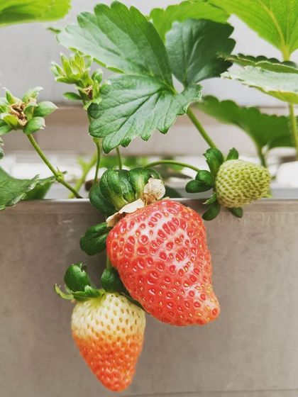 Strawberries ripening on the vine. The automated system ensures they get consistent nutrients for a sweet and juicy flavor.