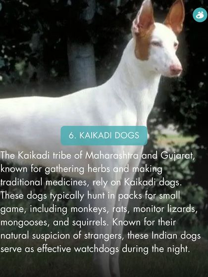 The Pack - Online Pet Parent Community A Voice for Every Dog photo 53