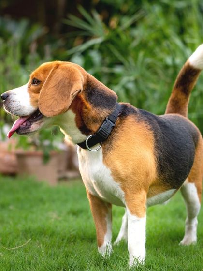 WoofWoof Stories - Pet & Family Photography Outdoor Adventures photo 22