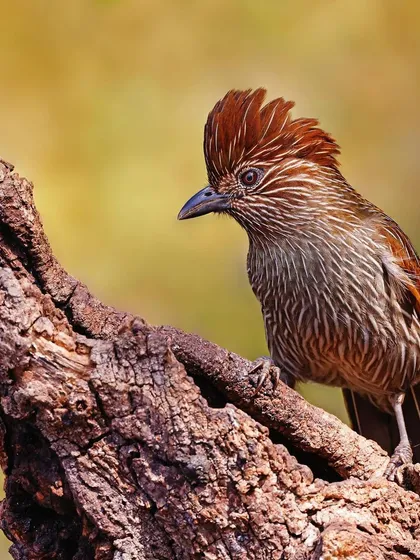 A Striated Laughingthrush is perched on a textured, weathered branch. The warm, golden background complements the bird's brown plumage, creating a harmonious and peaceful scene.