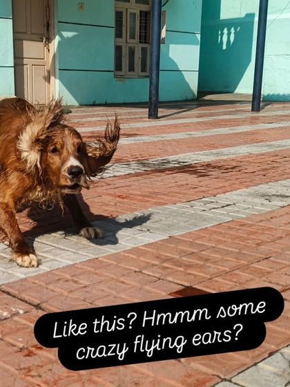 Like this? Hmmm some crazy flying ears? He loves to shake his head and make his ears do funny things.