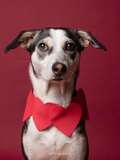 Rohit - Seasonal Mini-Sessions Easter, Valentine's & Holiday Fun photo 11