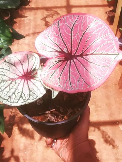 Rare & Collector's Plants photo 38