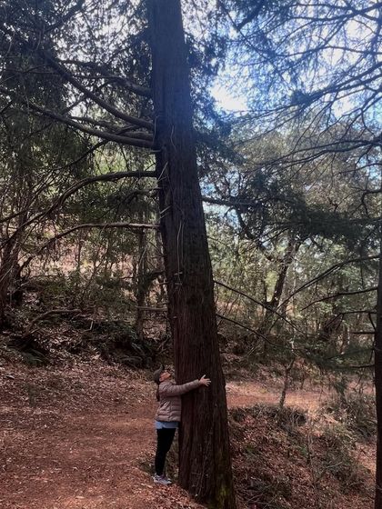 Nature Immersion & Forest Therapy photo 18