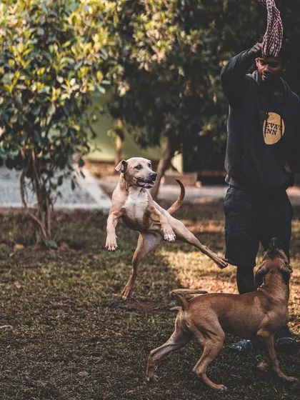 Playtime is customized for every dog. Here, I'm engaging a group of energetic dogs in a game that suits their high drive and playful nature.