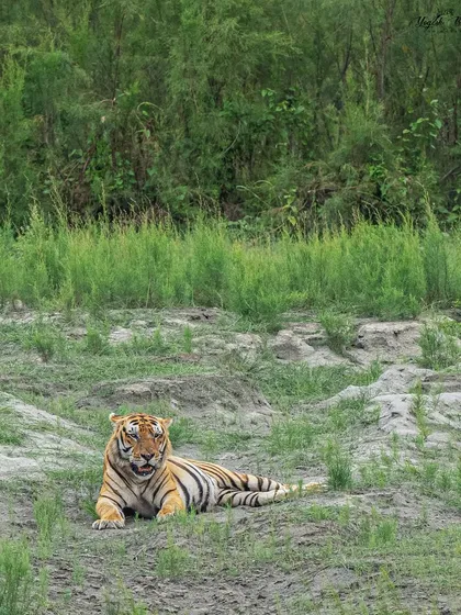 The lush green background of Kaziranga beautifully complements this resting tiger. A well-balanced background adds depth and accentuates the subject's presence, making the scene more immersive.