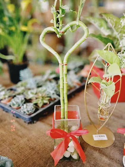 For Valentine's Day, I created these heart-shaped lucky bamboo arrangements. They are a simple, beautiful way to gift something that grows, just like your love.