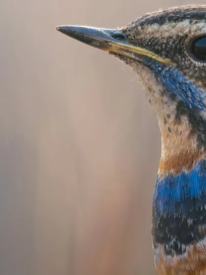 A macro-style portrait of the Bluethroat, focusing on the texture and color of its feathers.