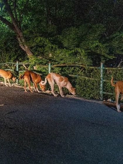 A line of dogs eating peacefully by the roadside. A simple meal can bring so much comfort and peace. This is the impact of our daily feeding drives.