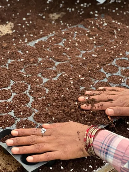 The journey of microgreens starts with meticulous groundwork. Every tray is carefully filled with the right growing medium and leveled to create the ideal bed for germination, because healthy starts make all the difference.