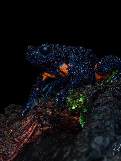 This is the Galaxy Frog, one of the rarest amphibians in the world. Finding and photographing these tiny, out of this world creatures on my macro tours in the Western Ghats is an experience I still have to pinch myself about.