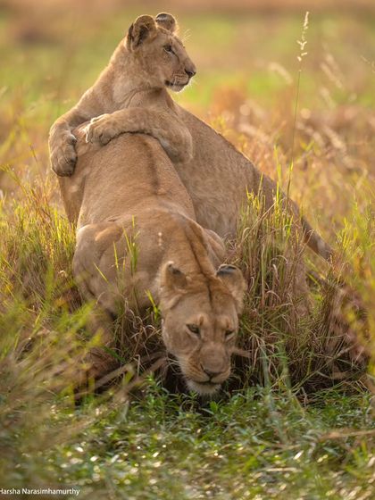 A lion cub uses its mother as a vantage point to watch approaching vultures, a lesson in survival in the Mara.
