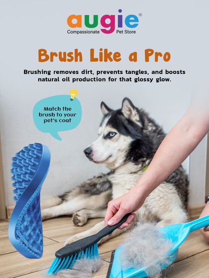 Augie Pets - Pet Grooming Services Seasonal & Health Care Guides photo 13